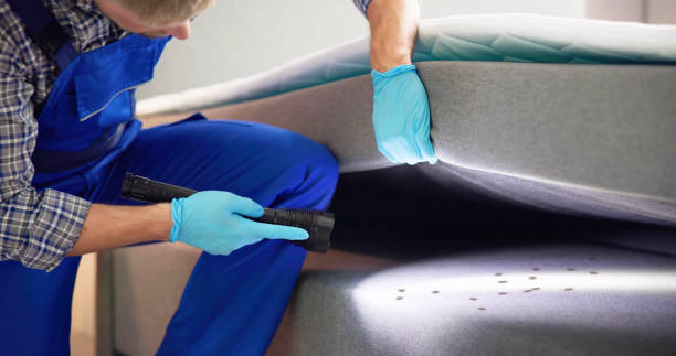 Flea Control Services in Rancho San Diego, CA